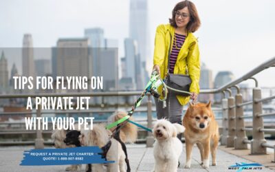 Tips for Flying on a Private Jet With Your Pet